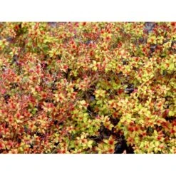 Spiræa 'Magic Carpet' Spiraea Japonica 'Magic Carpet' 3,5 Liter Potte -Osmo Salgsbutik mi3916 spiraea japonica firelight bc7f