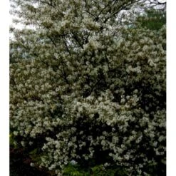 Bærmispel Til Hæk Amelanchier Lamarckii Med Klump,- 125-150 Cm. -Osmo Salgsbutik mi3984 amelanchier lamarckii 09d1