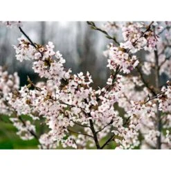 Yoshino-kirsebær Prunus Yedoensis Solitær Busk 150-200 Cm. - Med Klump -Osmo Salgsbutik mi4012 prunus yedoensis 3755