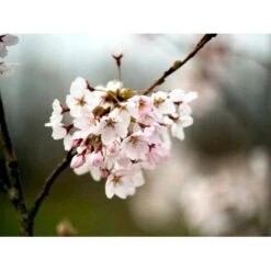 Yoshino-kirsebær Prunus Yedoensis Solitær Busk 150-200 Cm. - Med Klump -Osmo Salgsbutik mi4012 prunus yedoensis d1f4