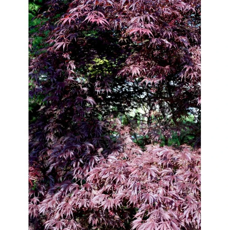 Japansk Ahorn 'Trompenburg' Acer Palmatum 'Trompenburg' Potte 10 Liter,- 60-80 Cm. 5 Japansk Ahorn 'Trompenburg' Acer Palmatum 'Trompenburg' Potte 10 Liter,- 60-80 Cm. - Billede 5