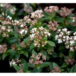 Vinter-snebolle Viburnum Tinus Potte 2,0 Liter,- 25-30 Cm. -Osmo Salgsbutik mi4057 viburnum tinus c35f