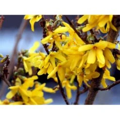 Forsytia 'Spectabilis' Forsythia Intermedia 'Spectabilis' Potte 6,5 Liter 60-80 Cm. -Osmo Salgsbutik mi4122 forsythia intermedia spectabilis 2f11