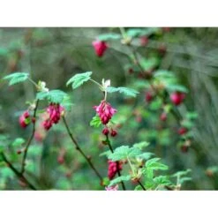 Blodribs 'King Edward VII' Ribes Sanguineum 'King Edward Vii' Potte 12 Liter,- 100-125 Cm. 7 Blodribs 'King Edward VII' Ribes Sanguineum 'King Edward Vii' Potte 12 Liter,- 100-125 Cm. -Osmo Salgsbutik mi4125 ribes sanguineum king edward vii 7901