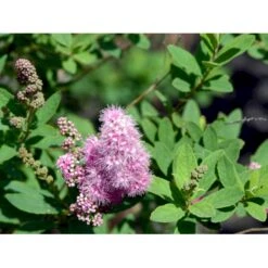 Spiræa 'Triumphans' Spiraea Billardii 'Triumphans' Potte 7,5 Liter 80-100 Cm. -Osmo Salgsbutik mi4126 spiraea billardii triumphans 370c