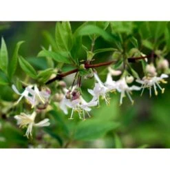 Busk-kaprifolie Lonicera Fragrantissima Potte 10 Liter,- 60-80 Cm. -Osmo Salgsbutik mi4151 lonicera fragrantissima fede