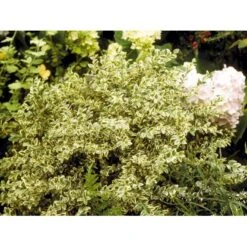 Hvidbroget Buksbom Buxus Sempervirens 'Elegans' Med Klump,- 50-60 Cm.