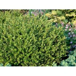Buksbom 'Faulkner' Til Hæk Buxus Sempervirens 'Faulkner' Potte 3,5 Liter 20-30 Cm. -Osmo Salgsbutik mi420 buxus microphylla faulkner 0fc5