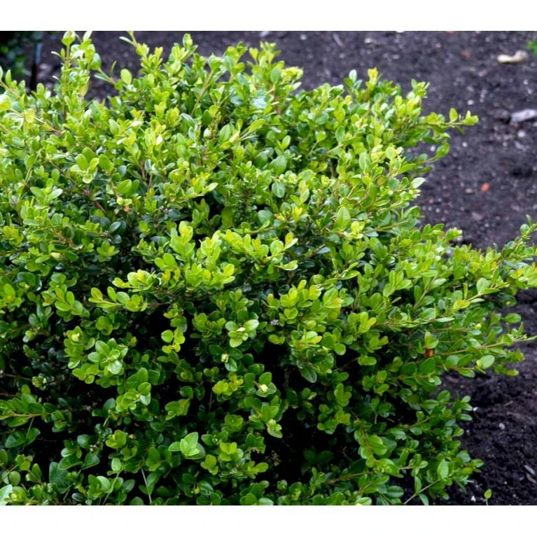 Buksbom 'Faulkner' Buxus Sempervirens 'Faulkner' Potte 3,5 Liter 20-30 Cm. 1 Buksbom 'Faulkner' Buxus Sempervirens 'Faulkner' Potte 3,5 Liter 20-30 Cm.
