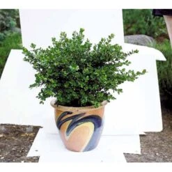 Buksbom 'Faulkner' Buxus Sempervirens 'Faulkner' Potte 3,5 Liter 20-30 Cm. 5 Buksbom 'Faulkner' Buxus Sempervirens 'Faulkner' Potte 3,5 Liter 20-30 Cm. -Osmo Salgsbutik mi420 buxus microphylla faulkner fcd0