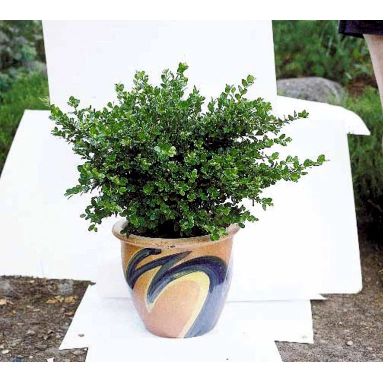 Buksbom 'Faulkner' Buxus Sempervirens 'Faulkner' Potte 3,5 Liter 20-30 Cm. 3 Buksbom 'Faulkner' Buxus Sempervirens 'Faulkner' Potte 3,5 Liter 20-30 Cm. - Billede 3