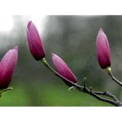 Magnolia 'Galaxy' Magnolia Fraseri 'Galaxy' Trådklump,- 175-200 Cm. -Osmo Salgsbutik mi4227 magnolia galaxy 3c85