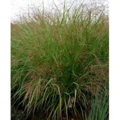 Staudehirse 'Squaw' Panicum Virgatum 'Squaw' 1 Liter Potte