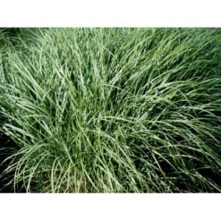 Dværg Elefantgræs 'Yaku Jima' Miscanthus Sinensis 'Yaku Jima' 3,0 Liter Potte