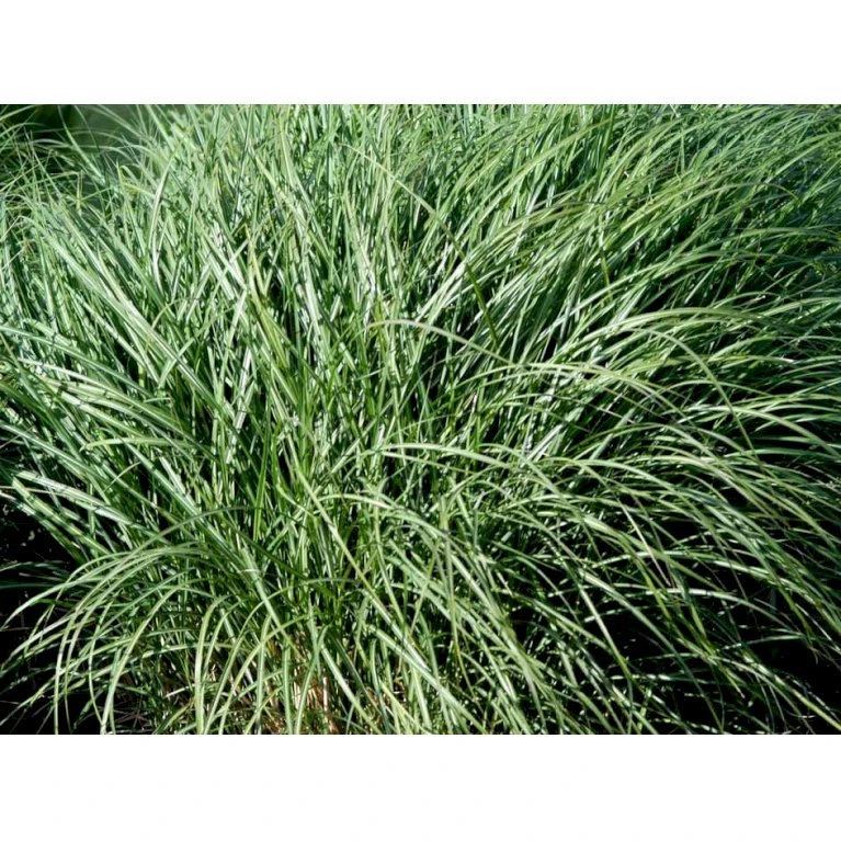 Dværg Elefantgræs 'Yaku Jima' Miscanthus Sinensis 'Yaku Jima' 3,0 Liter Potte 1 Dværg Elefantgræs 'Yaku Jima' Miscanthus Sinensis 'Yaku Jima' 3,0 Liter Potte