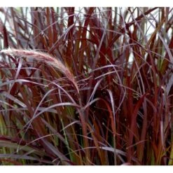 Lampepudsergræs 'Rubrum' Pennisetum Advena 'Rubrum' Potte 2 Liter. -Osmo Salgsbutik mi4518 pennisetum setaceum rubrum 704e