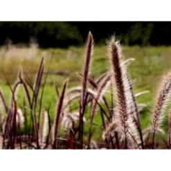 Lampepudsergræs 'Rubrum' Pennisetum Advena 'Rubrum' Potte 2 Liter. -Osmo Salgsbutik mi4518 pennisetum setaceum rubrum caff