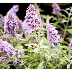 Sommerfuglebusk Buzz 'Sky Blue' Buddleja Buzz 'Sky Blue' 3,0 Liter Potte -Osmo Salgsbutik mi4567 buddleja davidii buzz tm sky blue f470