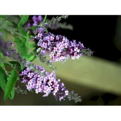 Sommerfuglebusk Buzz 'Violet' Buddleja Buzz 'Violet' 3,0 Liter Potte -Osmo Salgsbutik mi4568 buddleja davidii buzz tm violet 2355