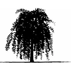 Sibirisk ærtetræ Caragana Arborescens Solitær Busk 150-175 Cm. - Med Klump 6 Sibirisk ærtetræ Caragana Arborescens Solitær Busk 150-175 Cm. - Med Klump -Osmo Salgsbutik mi461 caragana arborescens 3442