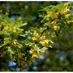 Sibirisk ærtetræ Caragana Arborescens Solitær Busk 150-175 Cm. - Med Klump 7 Sibirisk ærtetræ Caragana Arborescens Solitær Busk 150-175 Cm. - Med Klump -Osmo Salgsbutik mi461 caragana arborescens de7c