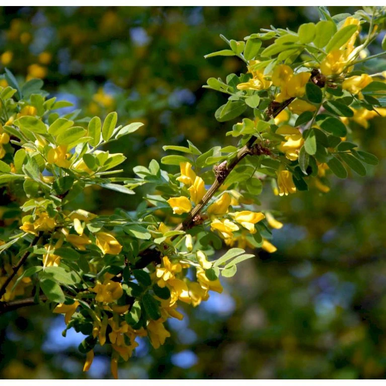Sibirisk ærtetræ Caragana Arborescens Solitær Busk 150-175 Cm. - Med Klump 4 Sibirisk ærtetræ Caragana Arborescens Solitær Busk 150-175 Cm. - Med Klump - Billede 4