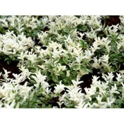 Benved 'Harlequin' Euonymus Fortunei 'Harlequin' Potte 2,0 Liter,- 20-25 Cm. -Osmo Salgsbutik mi4644 euonymus fortunei harlequin 1380