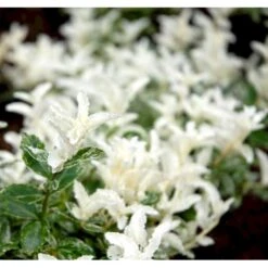 Benved 'Harlequin' Euonymus Fortunei 'Harlequin' Potte 2,0 Liter,- 20-25 Cm. -Osmo Salgsbutik mi4644 euonymus fortunei harlequin d61e