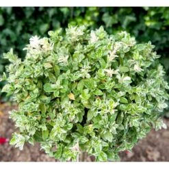 Benved 'Harlequin' Euonymus Fortunei 'Harlequin' Potte 2,0 Liter,- 20-25 Cm. -Osmo Salgsbutik mi4644 euonymus fortunei harlequin eefb