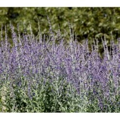 Russisk Salvie 'Little Spire' Perovskia Atriplicifolia 'Little Spire' 1 Liter Potte -Osmo Salgsbutik mi4891 perovskia atriplicifolia little spire 5003