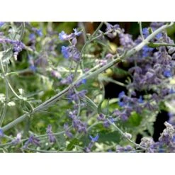 Russisk Salvie 'Little Spire' Perovskia Atriplicifolia 'Little Spire' 1 Liter Potte -Osmo Salgsbutik mi4891 perovskia atriplicifolia little spire bc46