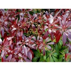 Pieris 'Katsura' Pieris Japonica 'Katsura' Potte 3,0 Liter,- 25-30 Cm. -Osmo Salgsbutik mi4904 pieris japonica katsura 06d4