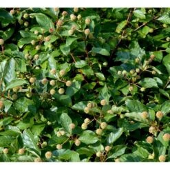 Knopbusk Cephalanthus Occidentalis Potte 2,0 Liter,- 30-40 Cm. -Osmo Salgsbutik mi509 cephalanthus occidentalis f2d3