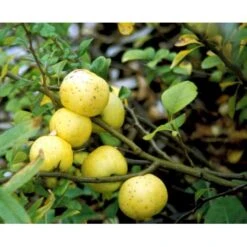 Japansk Kvæde Chaenomeles Japonica Solitær Busk 100-150 Cm. Med Klump -Osmo Salgsbutik mi520 chaenomeles japonica c85d