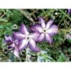 Italiensk Skovranke 'Venosa Violacea' Clematis Viticella 'Venosa Violacea' Potte 2,0 Liter,- Opbundet 60-100 Cm