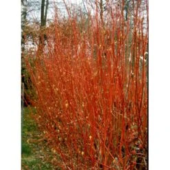 Rødgrenet Kornel 'Sibirica' Cornus Alba 'Sibirica' Potte 12 Liter,- 100-125 Cm. -Osmo Salgsbutik mi618 cornus alba sibirica 55d3