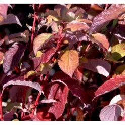 Rødgrenet Kornel 'Sibirica' Cornus Alba 'Sibirica' Potte 12 Liter,- 100-125 Cm. -Osmo Salgsbutik mi618 cornus alba sibirica c10f