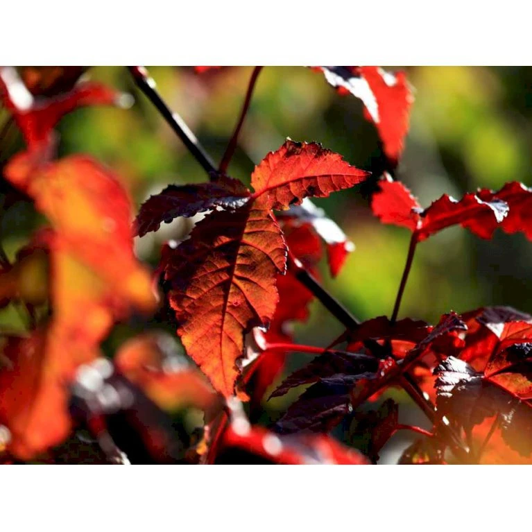 Ildløn Til Hæk Acer Ginnala 5 Liter Potte 8 Ildløn Til Hæk Acer Ginnala 5 Liter Potte - Billede 8