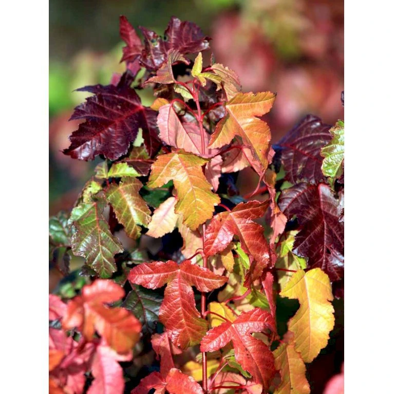 Ildløn Til Hæk Acer Ginnala 5 Liter Potte 7 Ildløn Til Hæk Acer Ginnala 5 Liter Potte - Billede 7