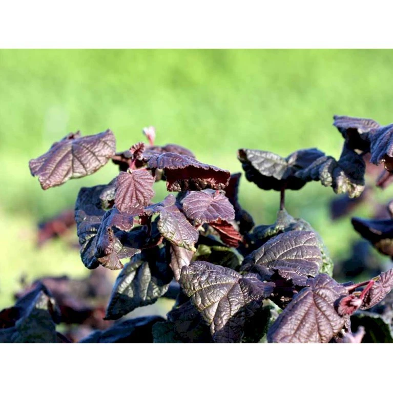 Rød Troldhassel 'Red Majestic' Corylus Avellana 'Red Majestic' Potte 5,0 Liter,- 60-80 Cm. 1 Rød Troldhassel 'Red Majestic' Corylus Avellana 'Red Majestic' Potte 5,0 Liter,- 60-80 Cm.