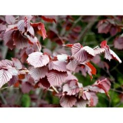 Purpurhassel Corylus Maxima 'Purpurea' Solitær Busk 150-200 Cm. - Med Klump