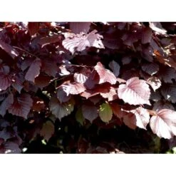 Purpurhassel Corylus Maxima 'Purpurea' Solitær Busk 150-200 Cm. - Med Klump 6 Purpurhassel Corylus Maxima 'Purpurea' Solitær Busk 150-200 Cm. - Med Klump -Osmo Salgsbutik mi684 corylus maxima purpurea 89f2