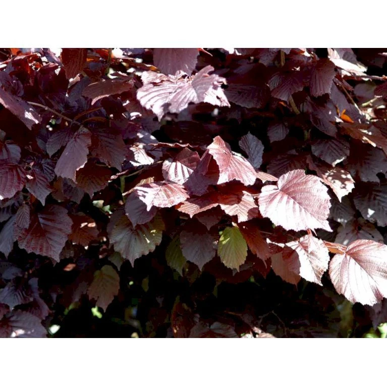 Purpurhassel Corylus Maxima 'Purpurea' Solitær Busk 150-200 Cm. - Med Klump 3 Purpurhassel Corylus Maxima 'Purpurea' Solitær Busk 150-200 Cm. - Med Klump - Billede 3