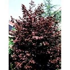 Purpurhassel Corylus Maxima 'Purpurea' Solitær Busk 150-200 Cm. - Med Klump 7 Purpurhassel Corylus Maxima 'Purpurea' Solitær Busk 150-200 Cm. - Med Klump -Osmo Salgsbutik mi684 corylus maxima purpurea 9797