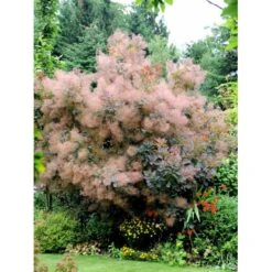 Parykbusk 'Grace' Cotinus Coggygria 'Grace' Opstammet 80 Cm. 7,5 Liter Potte -Osmo Salgsbutik mi692 cotinus coggygria grace 37ef