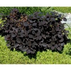Rødbladet Parykbusk 'Royal Purple' Cotinus Coggygria 'Royal Purple' Potte 2,0 Liter,- 30-40 Cm. -Osmo Salgsbutik mi697 cotinus coggygria royal purple 5f55