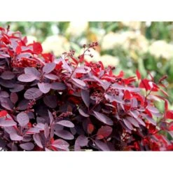 Rødbladet Parykbusk 'Royal Purple' Cotinus Coggygria 'Royal Purple' Potte 2,0 Liter,- 30-40 Cm. -Osmo Salgsbutik mi697 cotinus coggygria royal purple 63a4
