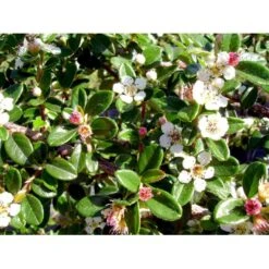 Dværgmispel Cotoneaster Dammeri 'Coral Beauty' Opstammet 80 Cm. 7,5 Liter Potte -Osmo Salgsbutik mi699 cotoneaster suecicus coral beauty 40ec