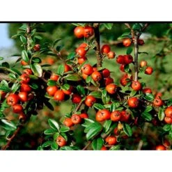 Dværgmispel Cotoneaster Dammeri 'Coral Beauty' Opstammet 80 Cm. 7,5 Liter Potte -Osmo Salgsbutik mi699 cotoneaster suecicus coral beauty 742e