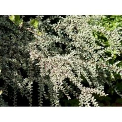 Dværgmispel 'Variegatus' Cotoneaster Atropurpureus 'Variegatus' Opstammet 60 Cm. Med Potte -Osmo Salgsbutik mi706 cotoneaster atropupureus variegatus 1edd